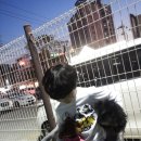 더 펫 애견샾 이미지