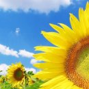 해바라기 이미지