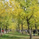 은행나무 이미지