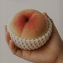 말랑하고 달콤한 제철 신비 복숭아 한 박스 주문해 본 솔직 후기