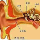 귀를 통한 건강관리 이미지
