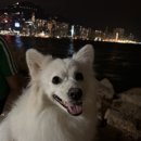 I can 덕인태권도장 | 홍콩 여행 | 캐세이퍼시픽 CX416편 홍콩-인천 구간 탑승후기 (기내식, 출발시간 등)