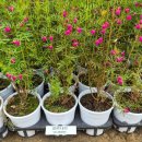 목단농장 | 이원묘목시장식목일행사 다녀온 후기