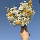 데이지플라워샵 | [결혼준비]촬영부케 준비하기!조화부케_데이지데이즈,코미플라워