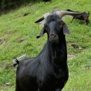 대성농장(1) 이미지