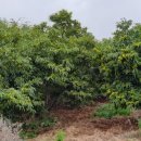 공주농장2 이미지