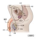 증상 기록 및 발병 원인 추정. 이미지