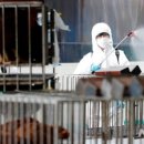 삼성조류 이미지