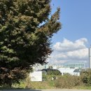 위드온 반려견 교육센터 | 고양시 반려견 운동장 대관 추천: 위드온 강아지 놀이터