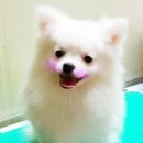 애개애개애견샵 네이버블로그