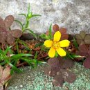 장미속옷 이미지