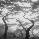 소나무 풍경 이미지