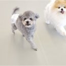 리치펫하우스 이미지