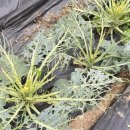 한스메디팜 이미지