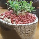 화조화분