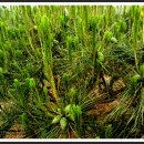 솔잎이슬 이미지