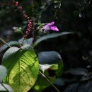 광릉수목원 탐사(8.30)-샘물 이미지