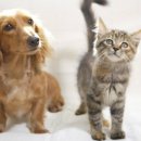 개와고양이 이미지
