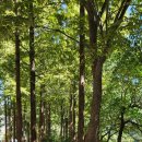 천변3호 이미지