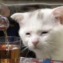 인성만두 | 퇴사가 성큼다가와... 근데 왜 내 인성은 나락갔을까