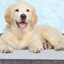 라온패브릭 이미지