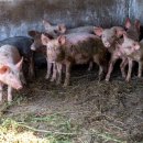 재판농장 이미지