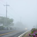 안덕생활체육관 | 제주 수국 명소 6월 중순 안개 자욱한날 찾아간 안덕면 사무소 수국길