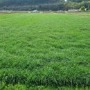 강원사료 이미지