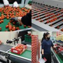 세도농협 농산물유통센터 이미지