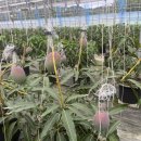 애플망고 이미지