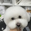 뽀송뽀송 애견미용 이미지