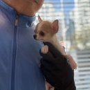 레드앤화이트독 이미지