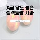 애니 팜 | 쿠팡 로켓프레시 달고 맛있는 셀렉트팜 A GAP인증 세척사과