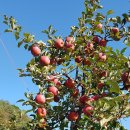 미현농장 이미지