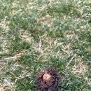 서원밸리 대중골프장 | 후기] 4월의 봄비와 안개를 뚫고 다녀온 파주 서원밸리 CC: 우리금융 챔피언십의 열기를 미리 느끼다