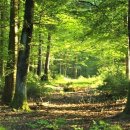 피톤치드 이미지