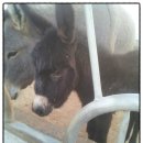 일호축사 이미지