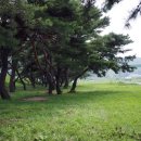 소야 솔밭 이미지