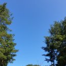 회바라기 이미지