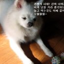 예삐
