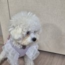힐링퍼피 | 강아지 발바닥 보습제 퍼피러브 오가닉 힐링포우밤 후기