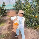 욱이농장 | 제주도 감귤체험 아이랑 가볼만한곳 천혜향 레드향 애월 귤빛정원