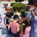 석보초등학교 | [꽃차체험후기] 석보초등학교 병설유치원 꽃차 체험