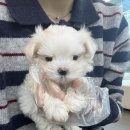 수원-1409 이미지