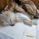 전주중산초등학교 이미지