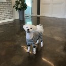 온양애견미용 | 아산 애견미용 딩딩이발소 /아산애견미용실 /온양애견미용