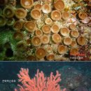 산호 이미지