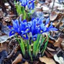 아이리스 이미지