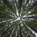 편백숲,쉼 이미지