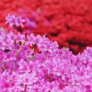 자라섬 중도 이미지